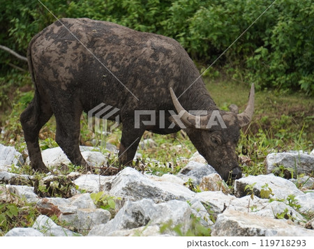 Buffalo Grazing in Dense Greenery Buffalo Grazing in Dense Greenery 119718293