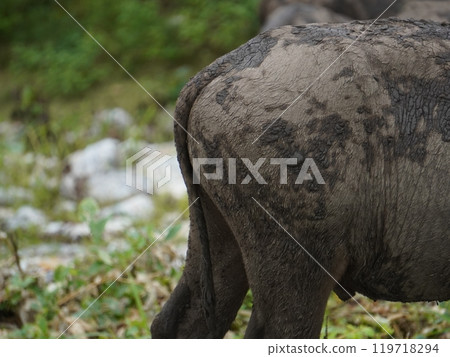 Buffalo Grazing in Dense Greenery Buffalo Grazing in Dense Greenery 119718294