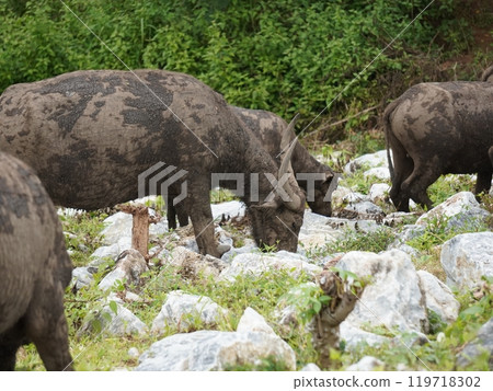 Buffalo Grazing in Dense Greenery Buffalo Grazing in Dense Greenery 119718302