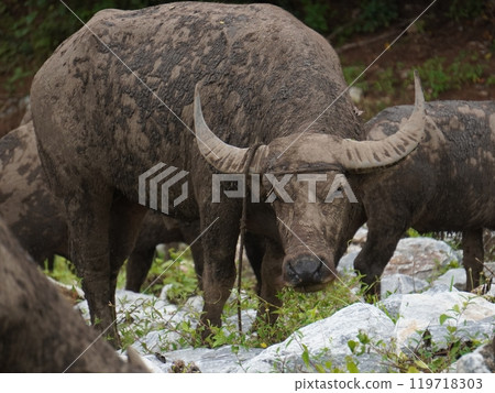 Buffalo Grazing in Dense Greenery Buffalo Grazing in Dense Greenery 119718303