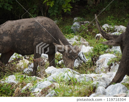 Buffalo Grazing in Dense Greenery Buffalo Grazing in Dense Greenery 119718304