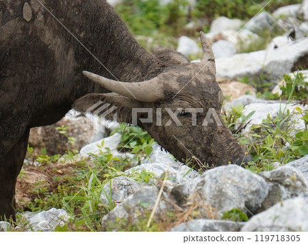 Buffalo Grazing in Dense Greenery 119718305