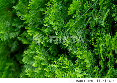 Vibrant Conifer 119718322