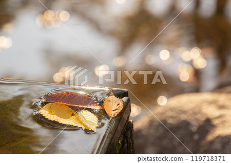 飄落的秋葉在夢幻般的光線下漂浮在水面上 119718371