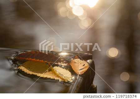 飄落的秋葉在夢幻般的光線下漂浮在水面上 飄落的秋葉在夢幻般的光線下漂浮在水面上 119718374