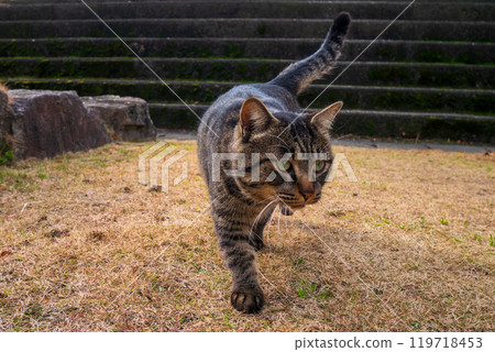 Brown tabby cat walking on the grass 119718453