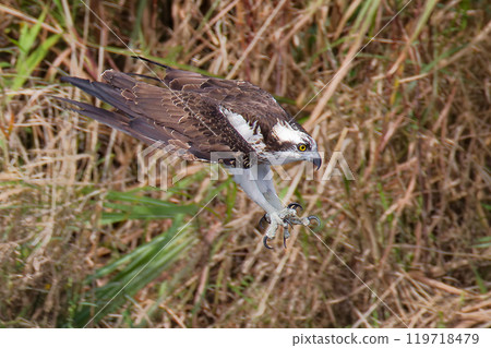 Osprey extends its claws to catch prey Osprey extends its claws to catch prey 119718479