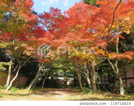 山口縣覺園寺的秋葉 119718819