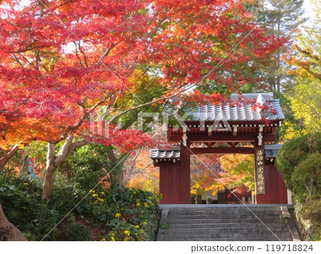 山口縣覺園寺山門,秋葉色彩繽紛 山口縣覺園寺山門,秋葉色彩繽紛 119718824