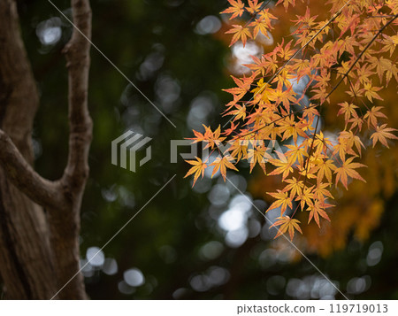 Green leaves and wood background with yellow autumn maple leaves 119719013