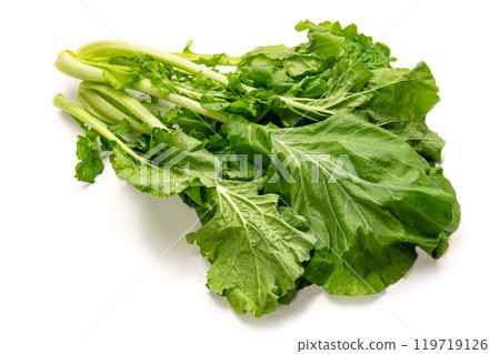 大和真菜,一種原產於奈良縣的葉菜類 大和真菜,一種原產於奈良縣的葉菜類 119719126
