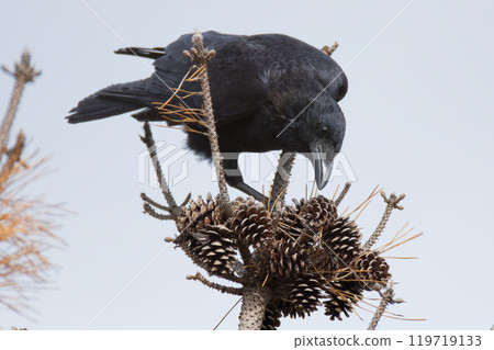 A carrion crow interested in pine cones A carrion crow interested in pine cones 119719133