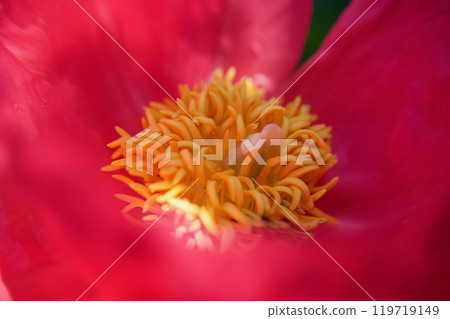 The herbal medicine "Standing Peony" is a species of Paula Faye, and its flower language is "shyness" or "bashfulness." The herbal medicine "Standing Peony" is a species of Paula Faye, and its flower language is "shyness" or "bashfulness." 119719149