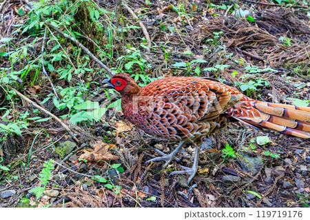 大型啄木鳥（雉科）的雄偉雄性，擁有美麗的紅色羽毛。 119719176