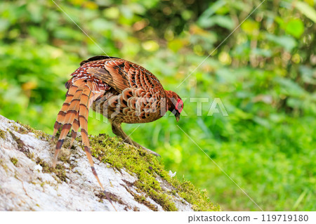 A large, beautiful male Copper Pheasant (Phasianidae) with beautiful red feathers. During the breeding season, it aggressively attacks anyone who enters its territory. A large, beautiful male Copper Pheasant (Phasianidae) with beautiful red feathers. During the breeding season, it aggressively attacks anyone who enters its territory. 119719180