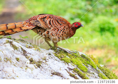 A large, beautiful male Copper Pheasant (Phasianidae) with beautiful red feathers. During the breeding season, it aggressively attacks anyone who enters its territory. 119719186