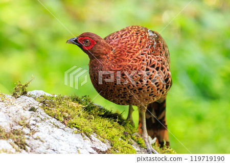 大型啄木鳥(雉科)的雄偉雄性,擁有美麗的紅色羽毛。 大型啄木鳥(雉科)的雄偉雄性,擁有美麗的紅色羽毛。 119719190