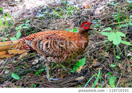 大型啄木鳥(雉科)的雄偉雄性,擁有美麗的紅色羽毛。 大型啄木鳥(雉科)的雄偉雄性,擁有美麗的紅色羽毛。 119719191