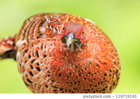 大型啄木鳥（雉科）的雄偉雄性，擁有美麗的紅色羽毛。 119719193