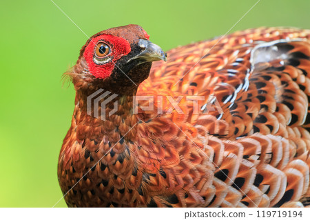 A large, beautiful male Copper Pheasant (Phasianidae) with beautiful red feathers. During the breeding season, it aggressively attacks anyone who enters its territory. 119719194
