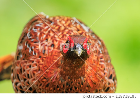 A large, beautiful male Copper Pheasant (Phasianidae) with beautiful red feathers. During the breeding season, it aggressively attacks anyone who enters its territory. 119719195