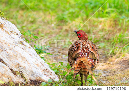 A large, beautiful male Copper Pheasant (Phasianidae) with beautiful red feathers. During the breeding season, it aggressively attacks anyone who enters its territory. A large, beautiful male Copper Pheasant (Phasianidae) with beautiful red feathers. During the breeding season, it aggressively attacks anyone who enters its territory. 119719198