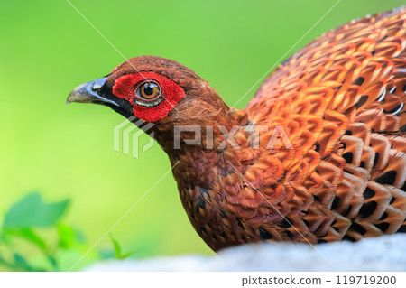 A large, beautiful male Copper Pheasant (Phasianidae) with beautiful red feathers. During the breeding season, it aggressively attacks anyone who enters its territory. A large, beautiful male Copper Pheasant (Phasianidae) with beautiful red feathers. During the breeding season, it aggressively attacks anyone who enters its territory. 119719200