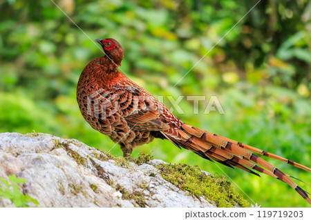 A large, beautiful male Copper Pheasant (Phasianidae) with beautiful red feathers. During the breeding season, it aggressively attacks anyone who enters its territory. 119719203
