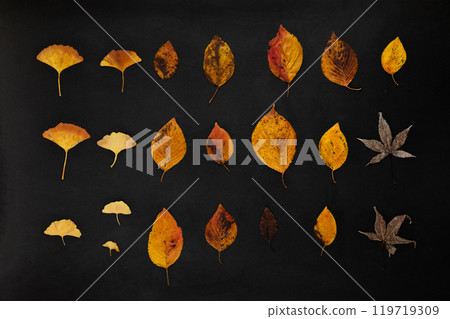 秋天的樹葉表面 119719309