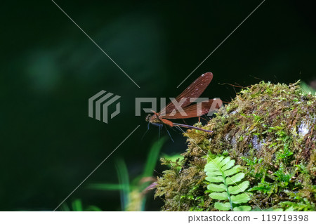 美麗的日本蜻蜓（蜻蜓科）在東京秋留野市、日之出登山道等清新的綠色森林中飛翔。 119719398