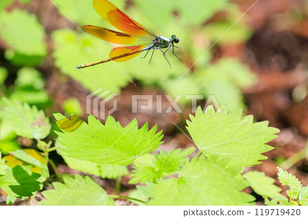 美麗的日本蜻蜓（蜻蜓科）在東京秋留野市、日出山登山道等清新的綠色森林中飛翔。 119719420