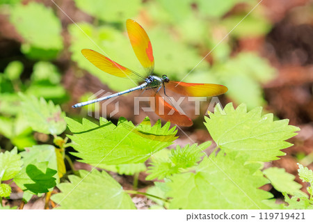 美麗的日本蜻蜓（蜻蜓科）在東京秋留野市、日出山登山道等清新的綠色森林中飛翔。 119719421