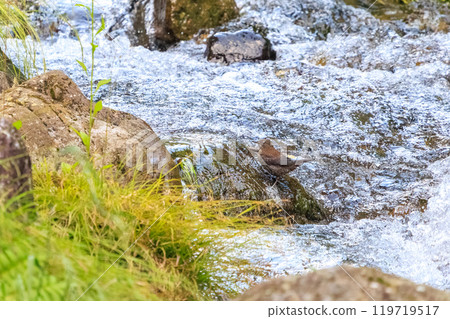 Beautiful dippers (family Dipperidae) searching for food in streams. They love water and even jump into waterfalls. Hinodeyama Hiking Trail 24 119719517