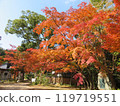 山口縣覺園寺的藍天和秋葉 119719551