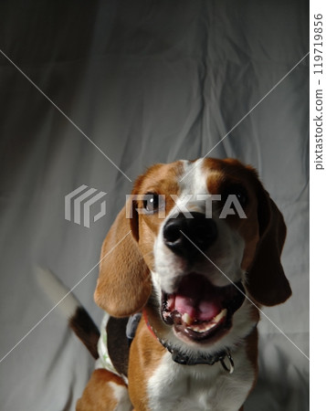 Beagle to eat snacks Beagle to eat snacks 119719856