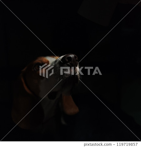 Beagle staring at the light Beagle staring at the light 119719857