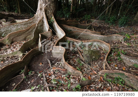 Nature Plants The Sakishimasu no Ki tree's roots have developed like this to support its large body on the soft ground near the mangroves. Nature Plants The Sakishimasu no Ki tree's roots have developed like this to support its large body on the soft ground near the mangroves. 119719980