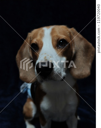 Serious Beagle Serious Beagle 119720040