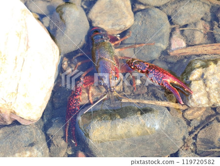 American crayfish 119720582