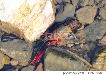 American crayfish American crayfish 119720583