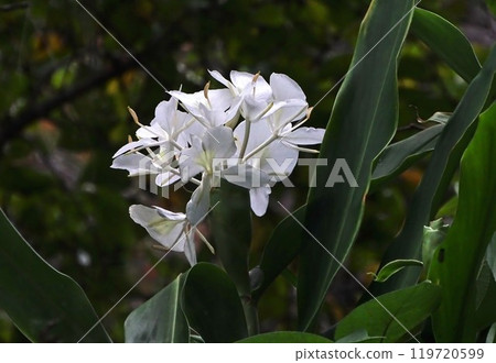 White flower White flower 119720599