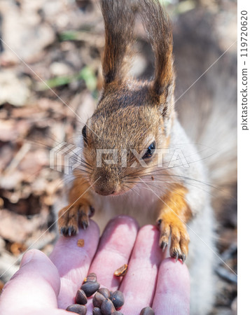 A squirrel in the spring or autumn eats nuts from a human hand. Eurasian red squirrel, Sciurus vulgaris 119720620