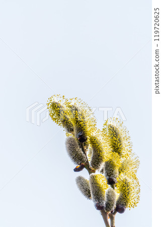 Nature awakes in spring. Blooming willow twigs and furry willow-catkins, so called seals or cats. Holly willow, Salix caprea Nature awakes in spring. Blooming willow twigs and furry willow-catkins, so called seals or cats. Holly willow, Salix caprea 119720625