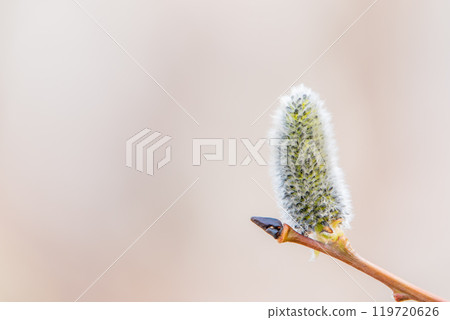 Nature awakes in spring. Blooming willow twigs and furry willow-catkins, so called seals or cats. Holly willow, Salix caprea Nature awakes in spring. Blooming willow twigs and furry willow-catkins, so called seals or cats. Holly willow, Salix caprea 119720626