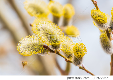 Nature awakes in spring. Blooming willow twigs and furry willow-catkins, so called seals or cats. Holly willow, Salix caprea Nature awakes in spring. Blooming willow twigs and furry willow-catkins, so called seals or cats. Holly willow, Salix caprea 119720630