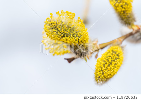 Nature awakes in spring. Blooming willow twigs and furry willow-catkins, so called seals or cats. Holly willow, Salix caprea Nature awakes in spring. Blooming willow twigs and furry willow-catkins, so called seals or cats. Holly willow, Salix caprea 119720632