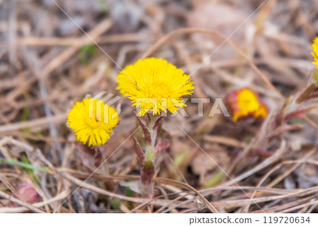 The spring primroses. The bright yellow flowers of coltsfoot in the sunshine. The spring primroses. The bright yellow flowers of coltsfoot in the sunshine. 119720634