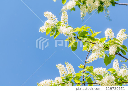Bird cherry branches with white flowers on a background of blue sky. Bird cherry branches with white flowers on a background of blue sky. 119720651