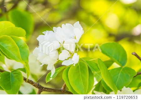 White blossoming apple trees in the sunset light. Spring season, spring colors. 119720653
