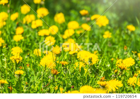 Field of yellow dandelions. Taraxacum officinale, the common dandelion 119720654